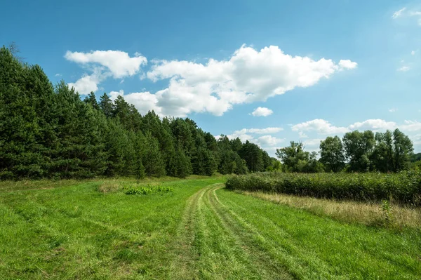 Grünes Gras Wiese Feld Wald Hintergrund — Stockfoto