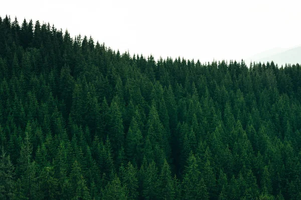Foresta Pini Nelle Montagne Selvagge Ambiente — Foto Stock