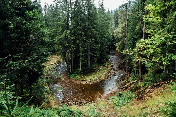 Fiume Montagna Nella Foresta Conifere Bella Vista — Foto Stock