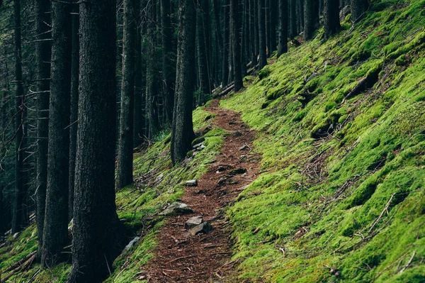 Bellissimo Sentiero Montagna Attraverso Foresta Percorso Pedonale Attraverso Foresta Conifere — Foto Stock