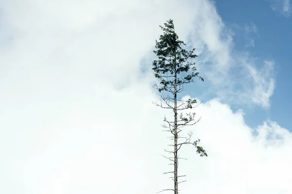 Einsamer Weihnachtsbaum Vor Dem Hintergrund Von Himmel Und Wolken — Stockfoto