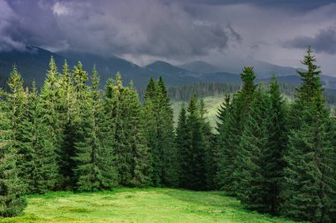 Otlaklarla ve köknar ağaçlarıyla dağlık arazi, dağlar ve bulutlar 