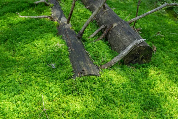 Absorpce Přírody Mech Zelená Příroda Pozadí Wilderness Tapety — Stock fotografie