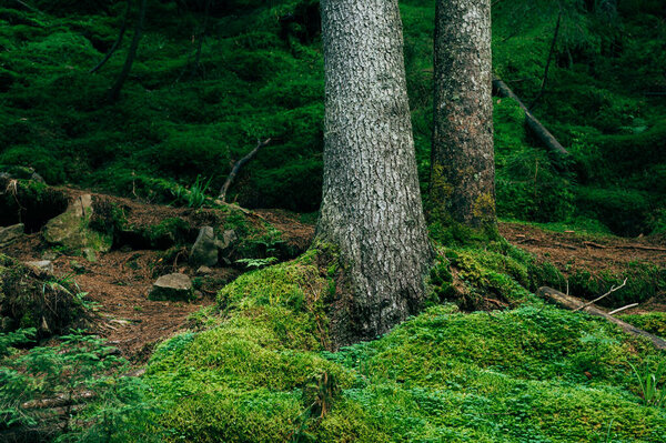 Nature in a mountain forest, moss and a tree trunk, nature preservation of ecology,
