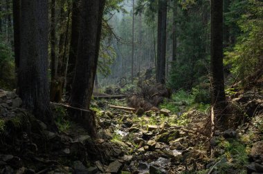 Vahşi orman, vahşi yaşam manzarası, dağlık dere ayıların ve vaşakların yaşadığı yere düşen ağaçlar.