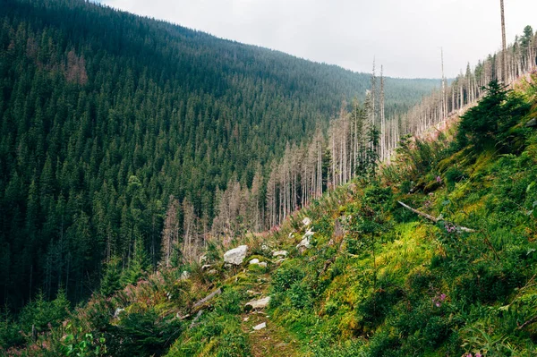 Uma Bela Paisagem Nas Montanhas Com Árvores Uma Encosta Alívio — Fotografia de Stock
