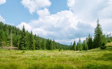 Karpat Dağları 'nın Alp otlakları, yeşil bir açıklık ve çayır manzarası.