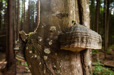 Tinder mantarı ormandaki bir ağaçta