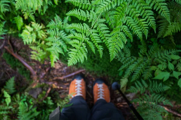 徒步旅行 在森林里散步 旅行的腿 俯瞰风景 — 图库照片