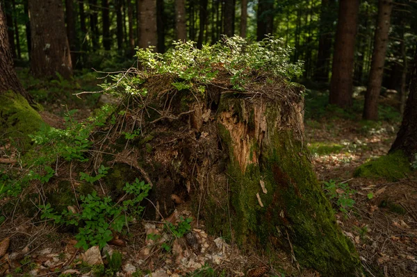 Ecosystem in the forest, tree stump and vegetation, moss, fern, blueberry
