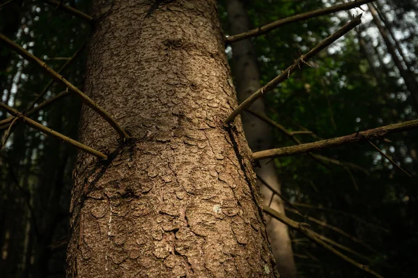 Ormanda Bir Ladin Ağacının Gövdesi Doğal Arka Plan — Stok fotoğraf
