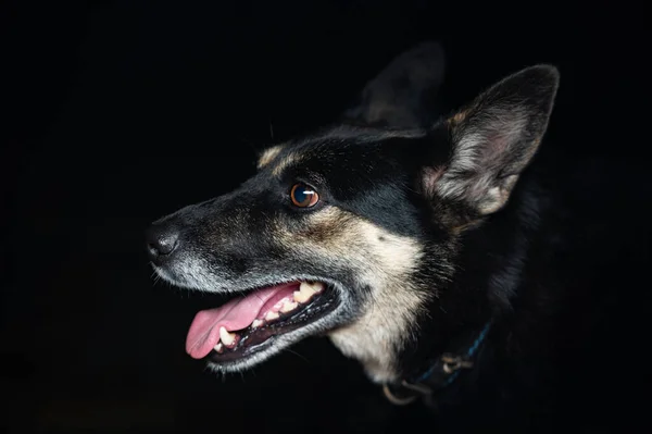 Retrato Perro Mestizo Sobre Fondo Negro —  Fotos de Stock