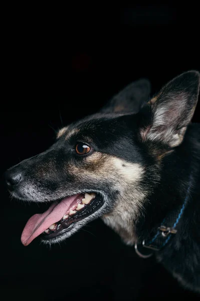 Πορτρέτο Ενός Μπάσταρδου Σκύλου Μαύρο Φόντο — Φωτογραφία Αρχείου