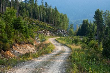 Karpat dağlarında yol, Ukrayna ormanlarıyla güzel manzara