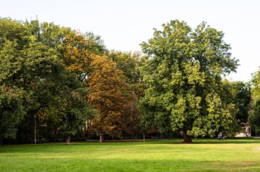 Şehirde büyük bir ağaç ve çimleri olan bir park.