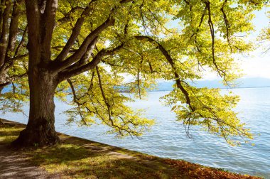 Sonbaharda Constance Gölü yakınlarında bir kayın ağacı, Lindau, Almanya