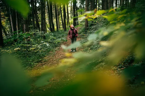 Ein Spaziergang Wald — Stockfoto