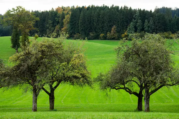 Alter Apfelbaumgarten Herbstlandschaft — Stockfoto