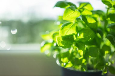 Evin mutfağındaki pencereye fesleğen ektim.