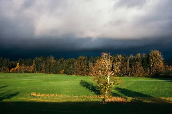Herbstlandschaft Mit Grünem Feld Und Gelben Bäumen Vor Dem Hintergrund — Stockfoto
