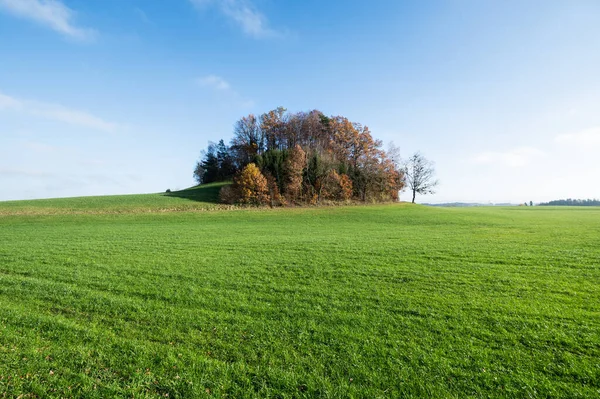 Wiese Gras Feld Ländliche Flächen Landwirtschaft Grünland Herbstlandschaft — Stockfoto