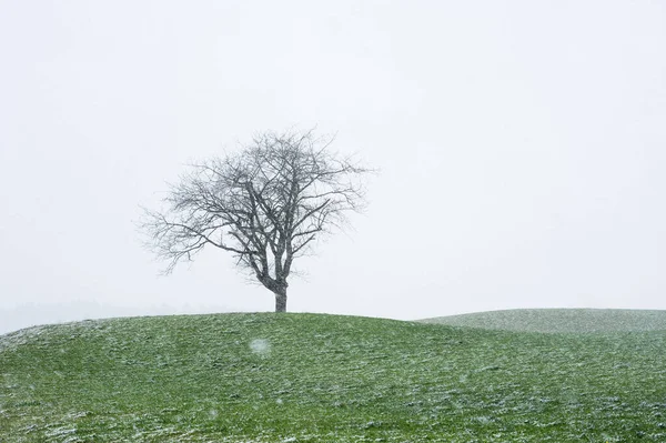 Einzelner Baum Feld Bei Erstem Schnee — Stockfoto
