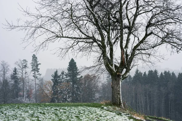 První Sníh Krajina Bavorsko Krásný Osamělý Strom — Stock fotografie