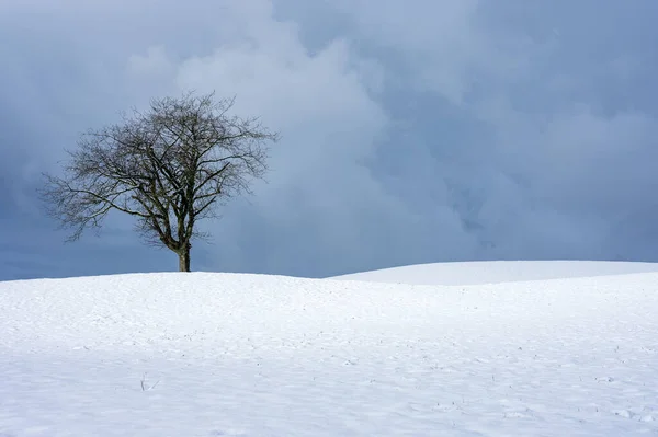 Μοναχικό Δέντρο Στο Πεδίο Χειμώνα Χιόνι Και Όμορφος Σκοτεινός Ουρανός — Φωτογραφία Αρχείου