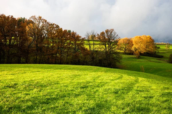 Grünes Gras Und Bäume Herbst November — Stockfoto