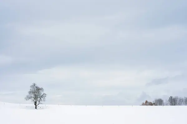 Osamělý Strom Poli Zimě Sníh Krásná Krajina Obzorem — Stock fotografie