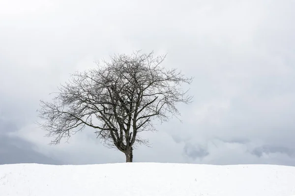 Zimní Krajina Minimalismus Krása Přírody Osamělý Strom Sníh — Stock fotografie