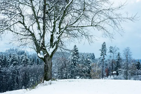 Mimo Zahradu Zimě Stromy Sníh — Stock fotografie