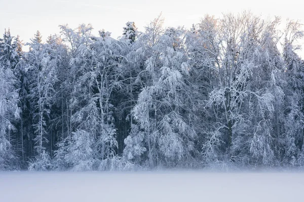 Verschneite Waldbäume Frostige Winterlandschaft — Stockfoto