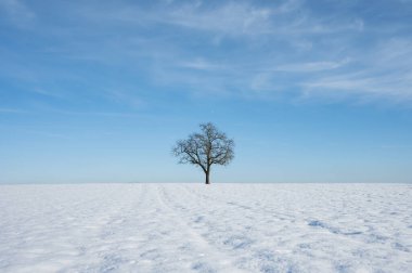 Minimalizm sanat fotoğrafı, kışın mavi gökyüzüne karşı yalnız bir ağaç.
