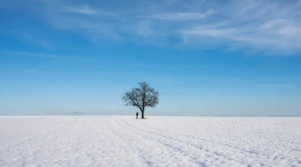 Minimalismo Arte Foto Albero Solitario Inverno Contro Cielo Blu — Foto Stock