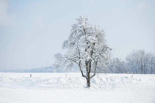 Albero Nella Neve Bellissimo Paesaggio Una Giornata Invernale Con Bel — Foto Stock