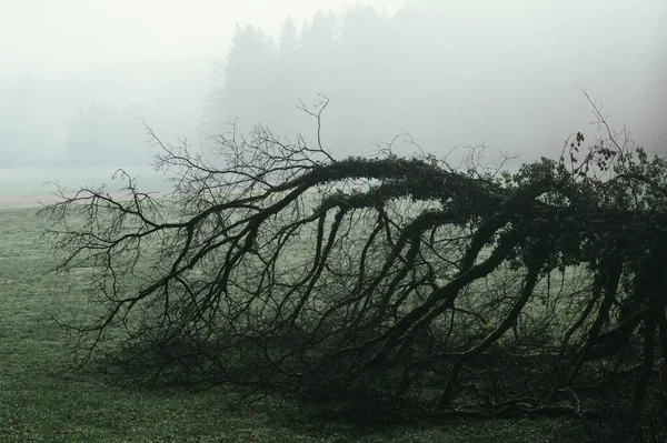 Ein Baum Liegt Auf Einer Wiese Nebel Schöne Natur Ohne — Stockfoto