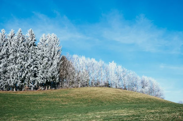Alberi Bianchi Nel Gelo Paesaggio Naturale Invernale — Foto Stock