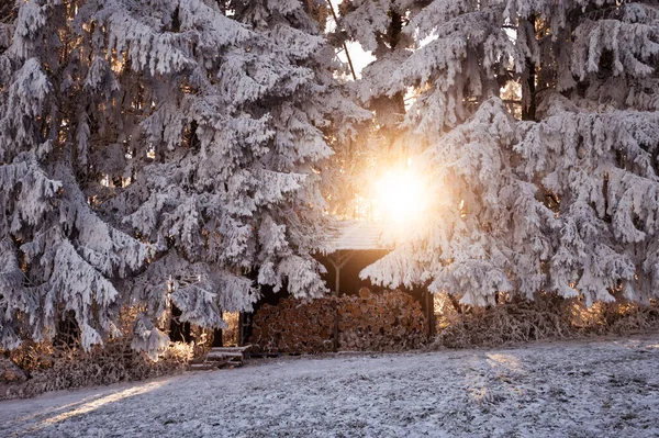 Weihnachtsbäume Schnee Und Sonnenuntergang Der Rand Des Waldes Stockbild