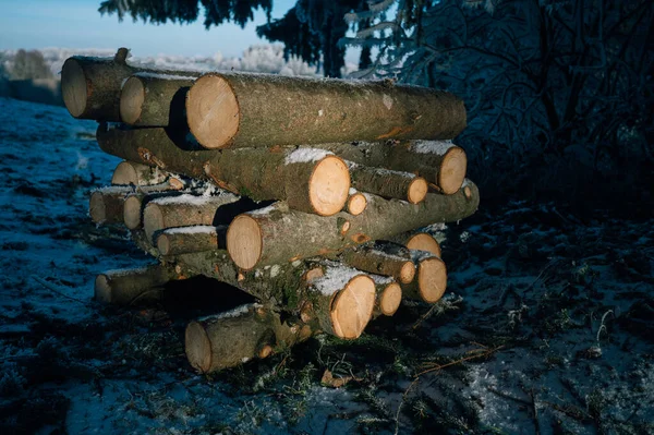Tűzifa Erdőben Télen Halmozott Rönk Jogdíjmentes Stock Képek