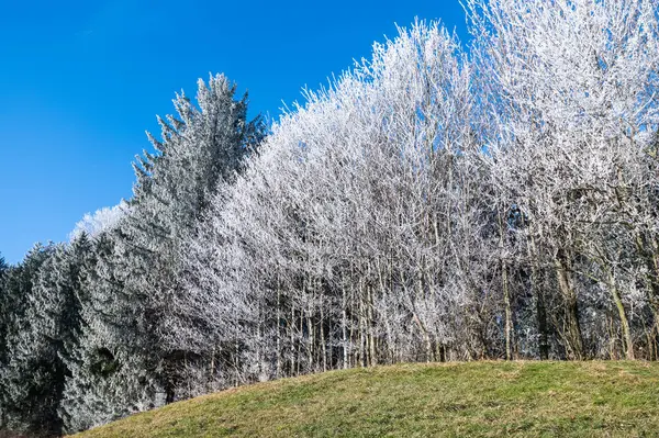 Weiße Bäume Frost Natur Der Landschaft Stockbild