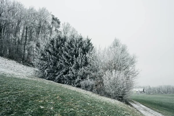 Buzdaki Ağaçlar Almanya Nın Doğası Swabianlar Tarlaları Ağaçları — Stok fotoğraf