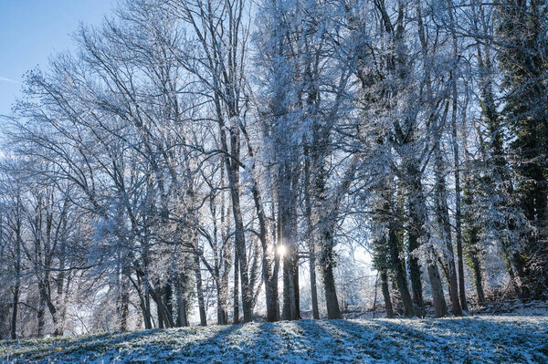 Beech trees are white from frost in winter, beautiful trees