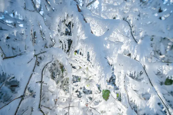 Grenar Täckta Frost Vackra Naturen Närbild — Stockfoto