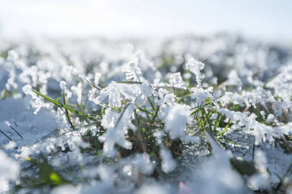 Frost Auf Dem Gras Nahaufnahme Hintergrund Stockfoto