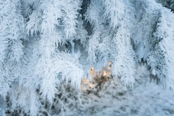 Zweige Eines Nadelbaums Frost Weißer Schneebedeckter Wald Stockfoto
