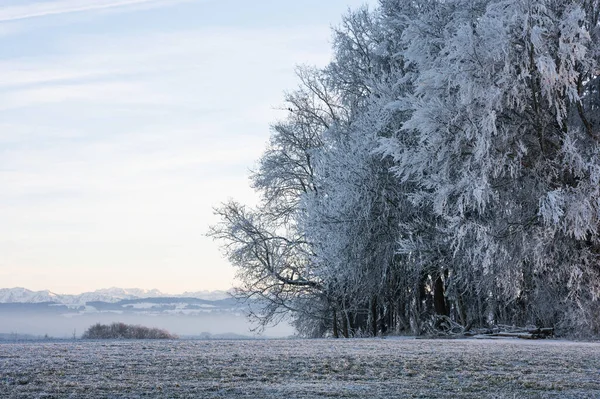 Natura Paesaggio Alberi Gelo Vista Sulle Montagne Inverno — Foto Stock