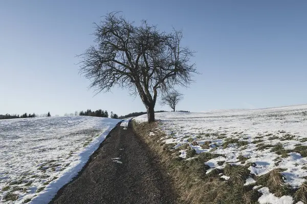 Minimalist winter landscape with a snowy tree, on a hilltop, covered in snow, in German