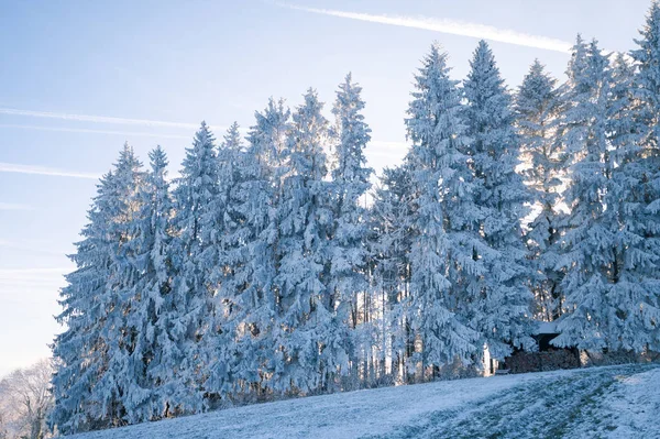 Ялина Снігу Взимку Реальна Фотографія Краса Природі Стокова Картинка
