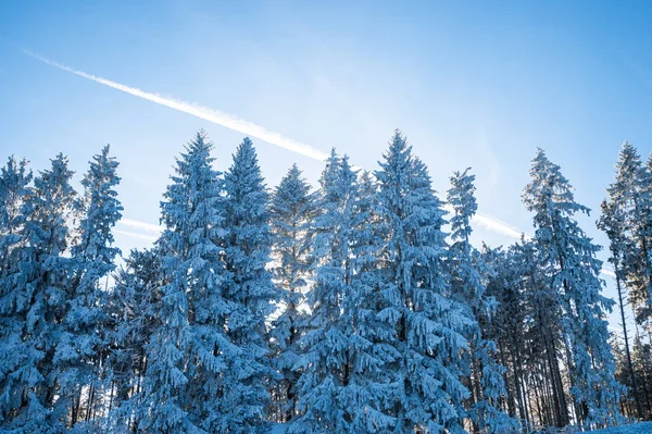 Árvores Coníferas Neve Nas Montanhas Fotografia De Stock
